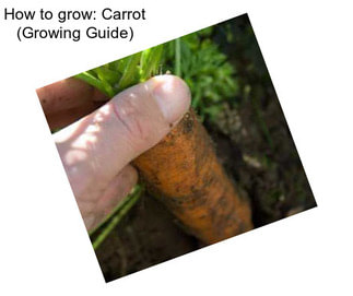 How to grow: Carrot (Growing Guide)