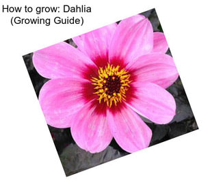 How to grow: Dahlia (Growing Guide)