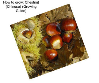 How to grow: Chestnut (Chinese) (Growing Guide)