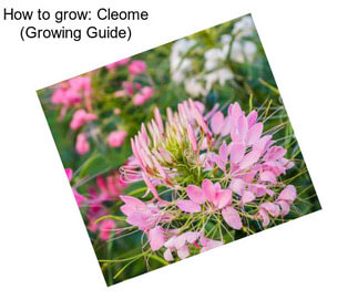 How to grow: Cleome (Growing Guide)