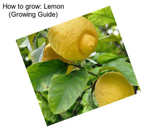 How to grow: Lemon (Growing Guide)