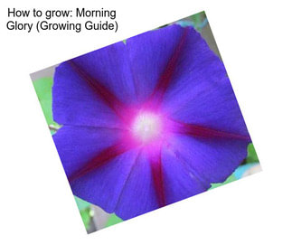 How to grow: Morning Glory (Growing Guide)