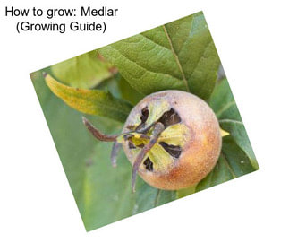 How to grow: Medlar (Growing Guide)