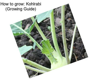 How to grow: Kohlrabi (Growing Guide)