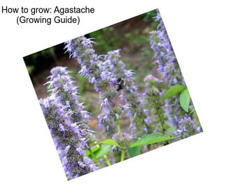 How to grow: Agastache (Growing Guide)