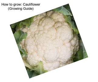 How to grow: Cauliflower (Growing Guide)