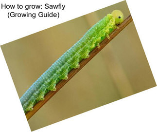 How to grow: Sawfly (Growing Guide)