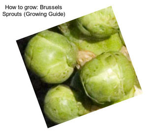 How to grow: Brussels Sprouts (Growing Guide)