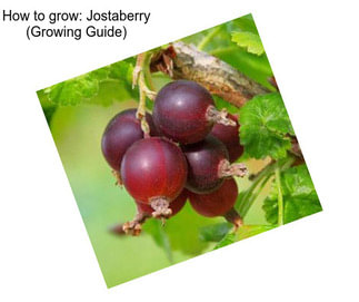 How to grow: Jostaberry (Growing Guide)