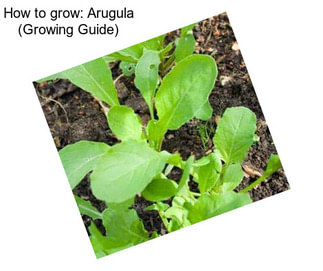 How to grow: Arugula (Growing Guide)