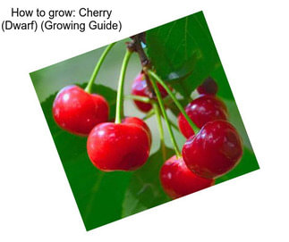 How to grow: Cherry (Dwarf) (Growing Guide)