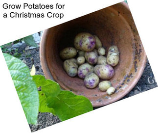 Grow Potatoes for a Christmas Crop