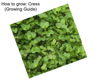 How to grow: Cress (Growing Guide)
