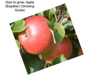 How to grow: Apple (Espalier) (Growing Guide)