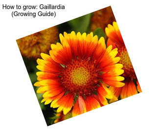 How to grow: Gaillardia (Growing Guide)