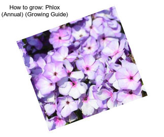 How to grow: Phlox (Annual) (Growing Guide)