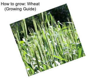 How to grow: Wheat (Growing Guide)