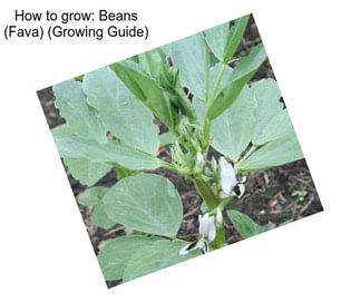 How to grow: Beans (Fava) (Growing Guide)
