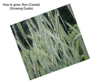 How to grow: Rye (Cereal) (Growing Guide)