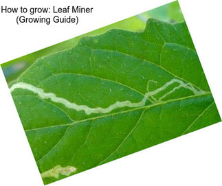 How to grow: Leaf Miner (Growing Guide)