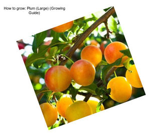 How to grow: Plum (Large) (Growing Guide)