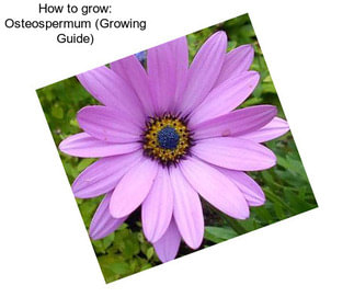 How to grow: Osteospermum (Growing Guide)