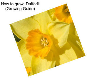 How to grow: Daffodil (Growing Guide)