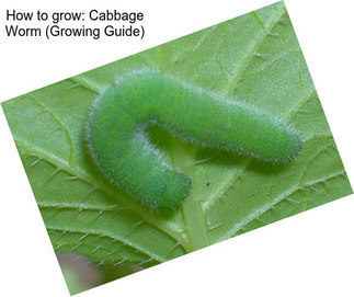 How to grow: Cabbage Worm (Growing Guide)