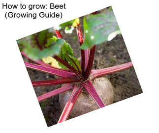 How to grow: Beet (Growing Guide)