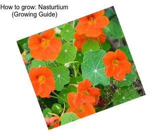 How to grow: Nasturtium (Growing Guide)
