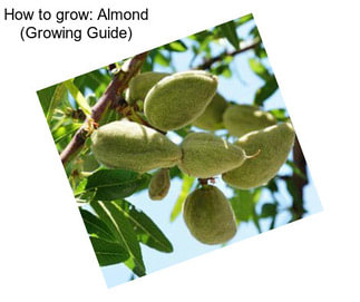 How to grow: Almond (Growing Guide)