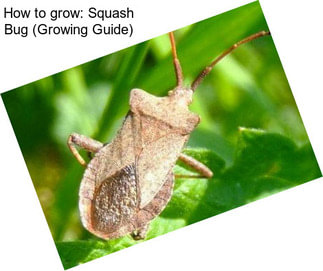 How to grow: Squash Bug (Growing Guide)