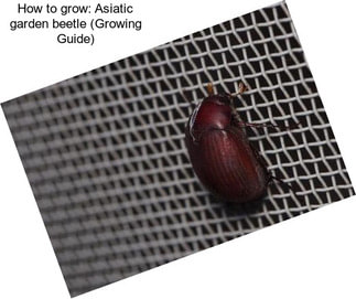 How to grow: Asiatic garden beetle (Growing Guide)