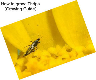 How to grow: Thrips (Growing Guide)