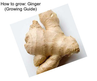 How to grow: Ginger (Growing Guide)