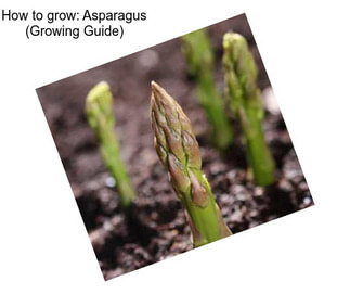 How to grow: Asparagus (Growing Guide)