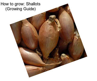 How to grow: Shallots (Growing Guide)