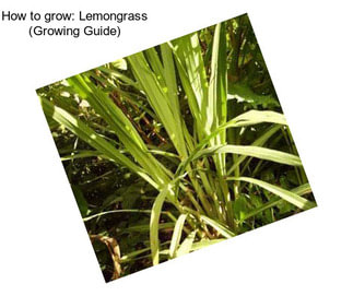 How to grow: Lemongrass (Growing Guide)