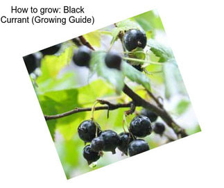 How to grow: Black Currant (Growing Guide)