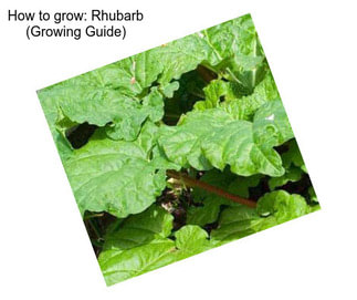 How to grow: Rhubarb (Growing Guide)