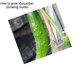 How to grow: Cucumber (Growing Guide)