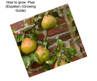 How to grow: Pear (Espalier) (Growing Guide)