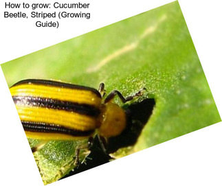 How to grow: Cucumber Beetle, Striped (Growing Guide)