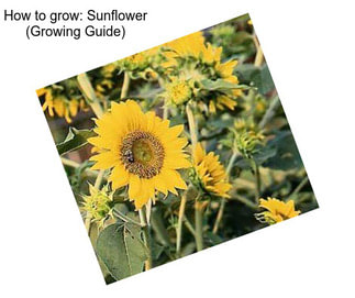 How to grow: Sunflower (Growing Guide)