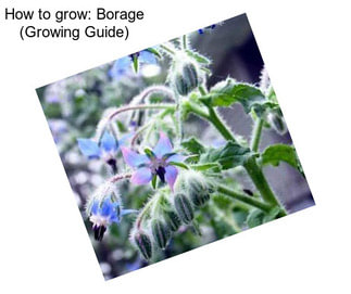 How to grow: Borage (Growing Guide)