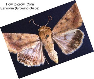 How to grow: Corn Earworm (Growing Guide)