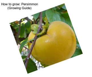 How to grow: Persimmon (Growing Guide)