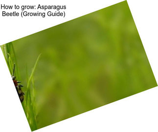 How to grow: Asparagus Beetle (Growing Guide)