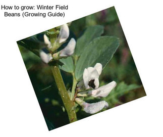How to grow: Winter Field Beans (Growing Guide)