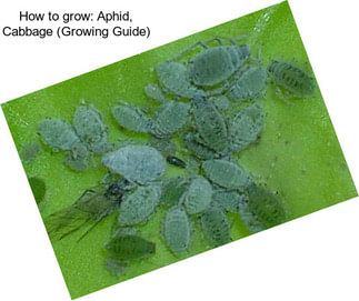 How to grow: Aphid, Cabbage (Growing Guide)